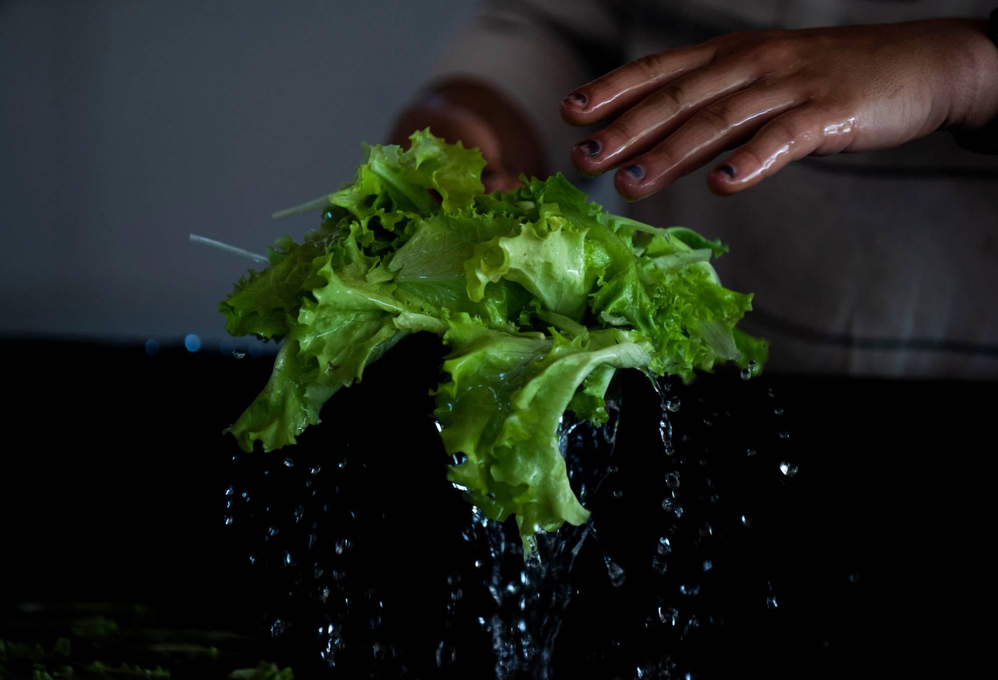 SAP Harvest: Fresh Romaine